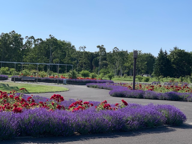 札幌百合が原公園のライラック